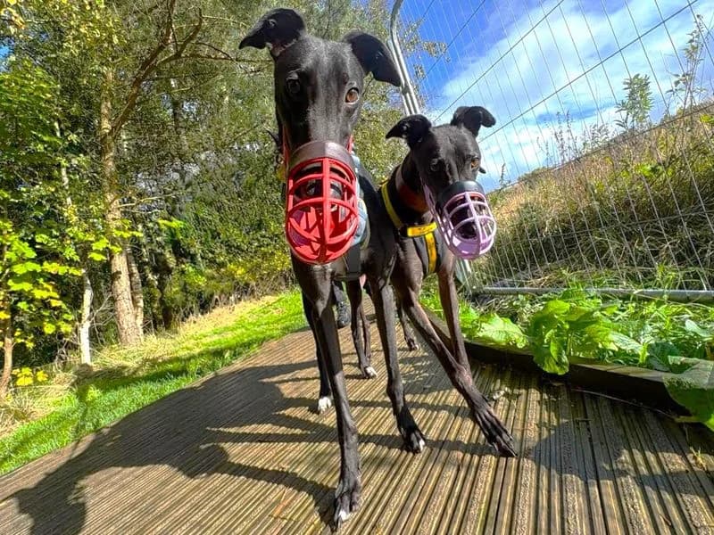 Lottie Longlegs, female 5yo Greyhound for adoption at Dogs Trust West Calder, West Calder