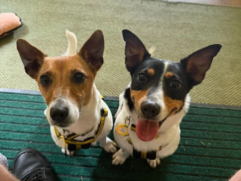 Zara, female 5yo Jack Russell Terrier for adoption at Dogs Trust West Calder, West Calder