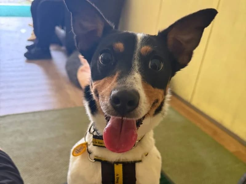 Zoe, female 5yo Jack Russell Terrier for adoption at Dogs Trust West Calder, West Calder