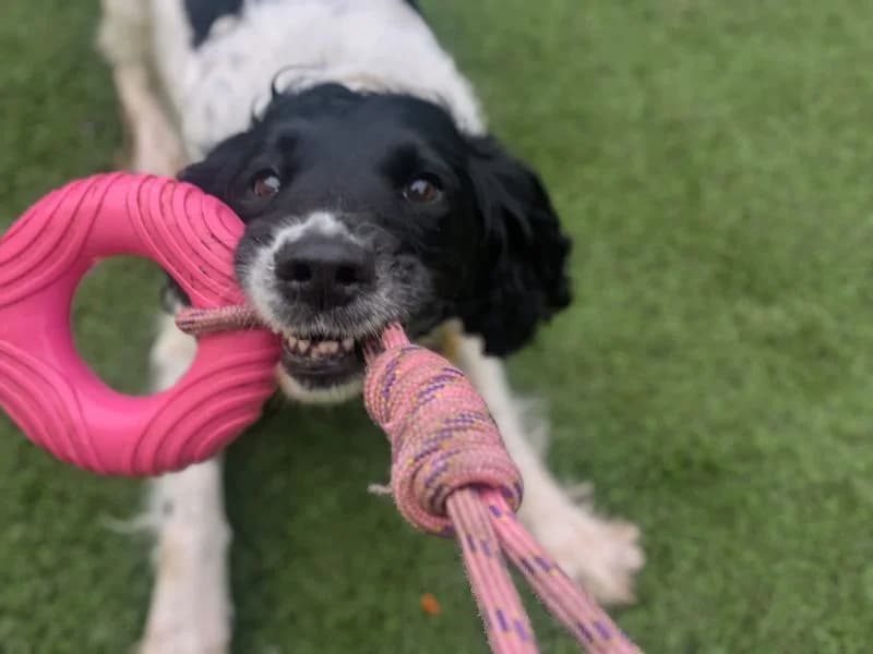 Olive, female senior Cocker Spaniel for adoption at Dogs Trust West Calder, West Calder