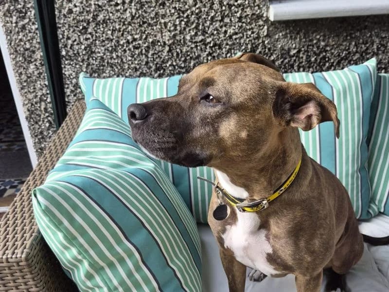 Saffy, female 4yo Staffordshire Bull Terrier for adoption at Dogs Trust West Calder, West Calder