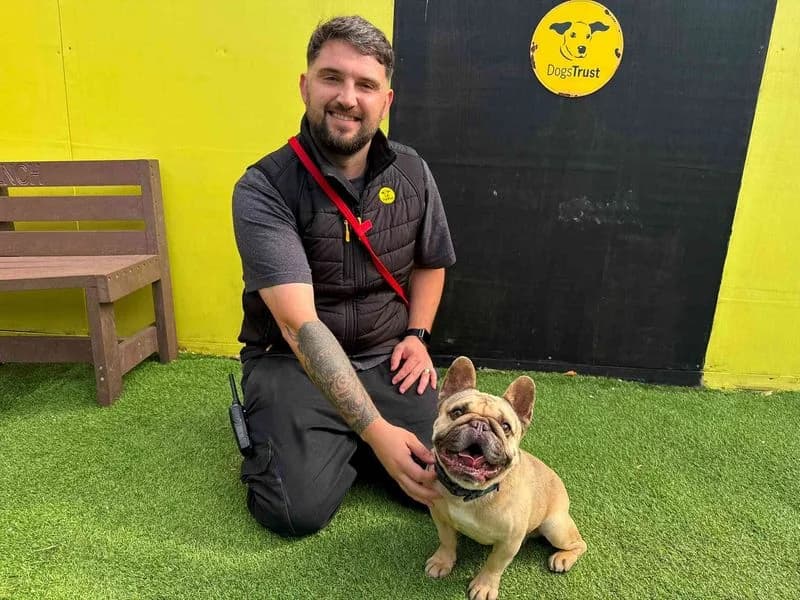 Oscar, male senior English Bulldog for adoption at Dogs Trust West Calder, West Calder