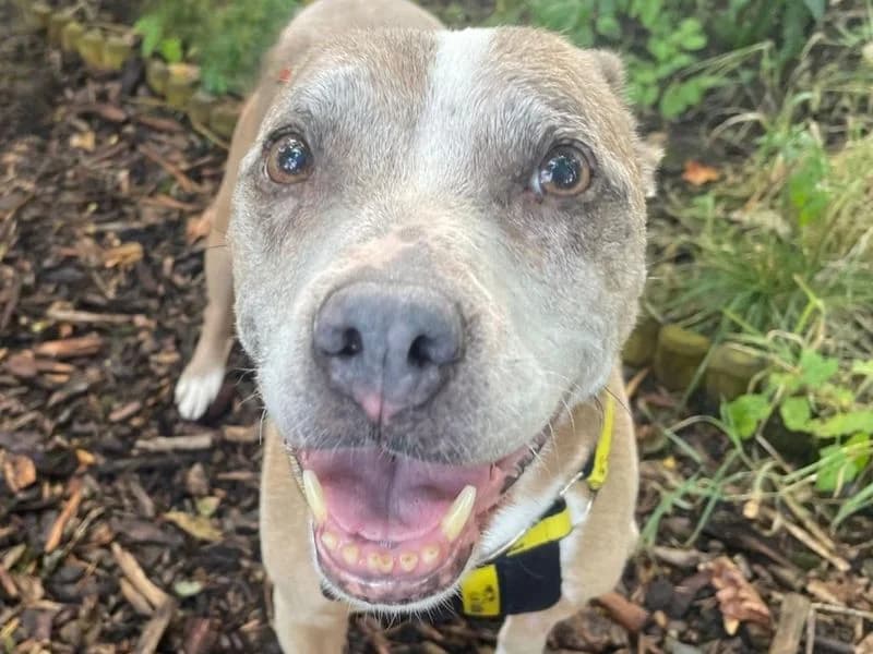 Tia, female senior Staffordshire Bull Terrier for adoption at Dogs Trust West Calder, West Calder