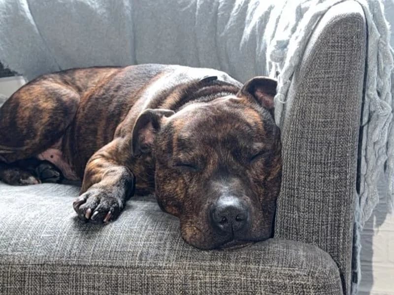 Kash, male senior Staffordshire Bull Terrier for adoption at Dogs Trust West Calder, West Calder