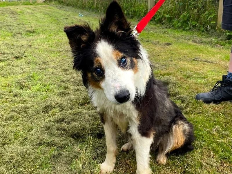 Douglas, male senior Border Collie for adoption at Dogs Trust West Calder, West Calder