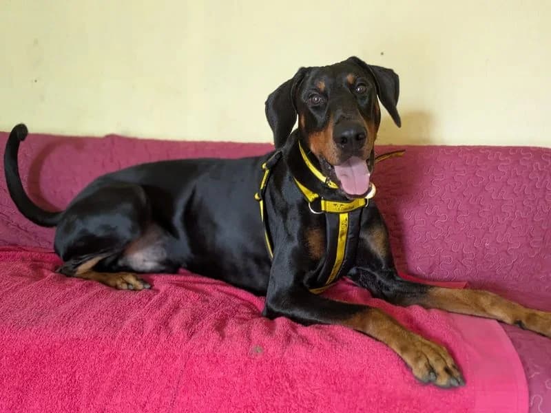 Elijah, male young Doberman for adoption at Dogs Trust West Calder, West Calder