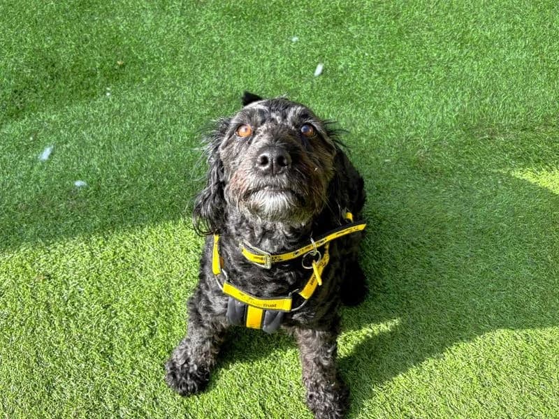 Lola, female 6yo Poodle for adoption at Dogs Trust West Calder, West Calder