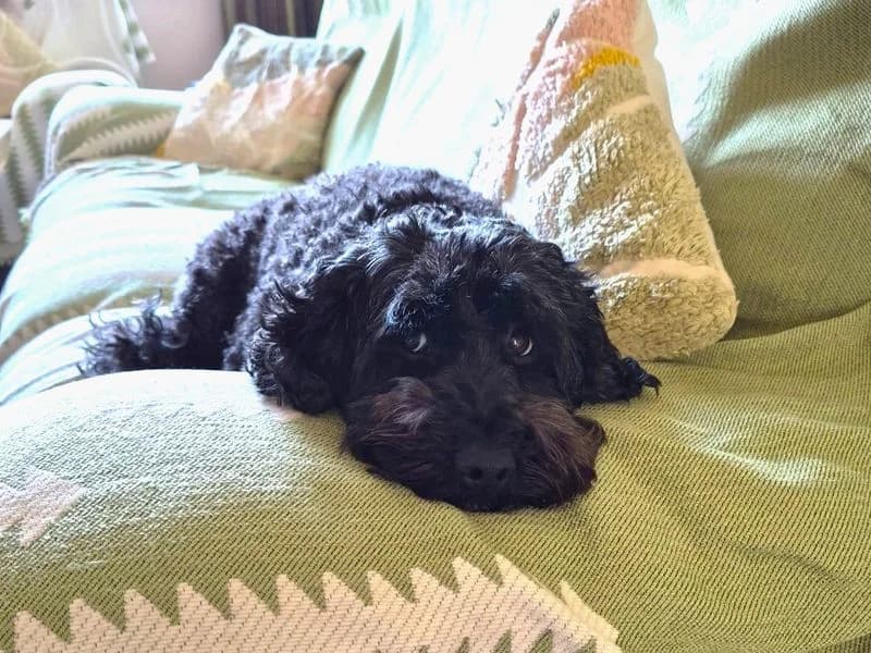 Flora, female 6yo Poodle for adoption at Dogs Trust West Calder, West Calder