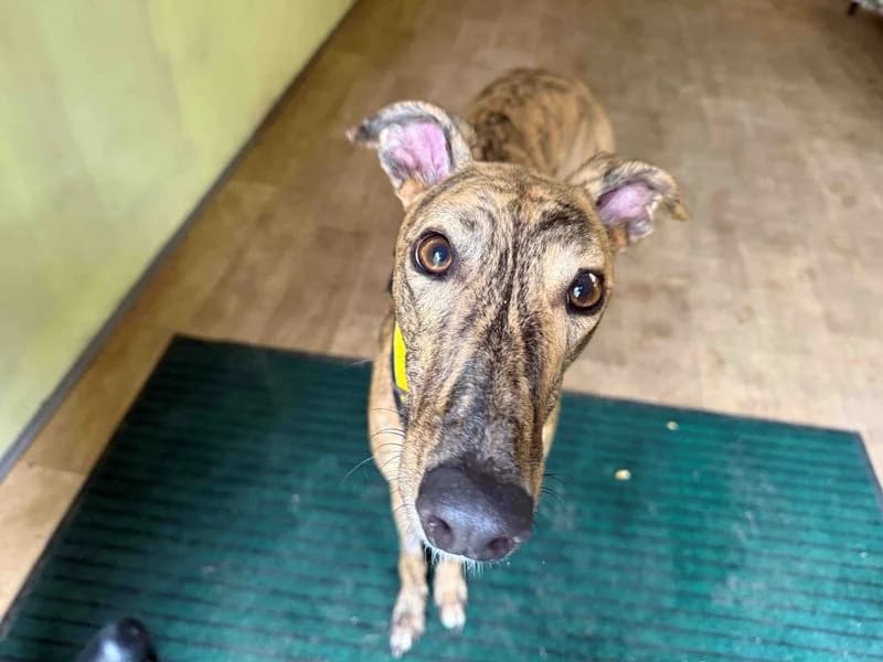 Loosey Goosey Longlegs, male 3yo Greyhound for adoption at Dogs Trust West Calder, West Calder