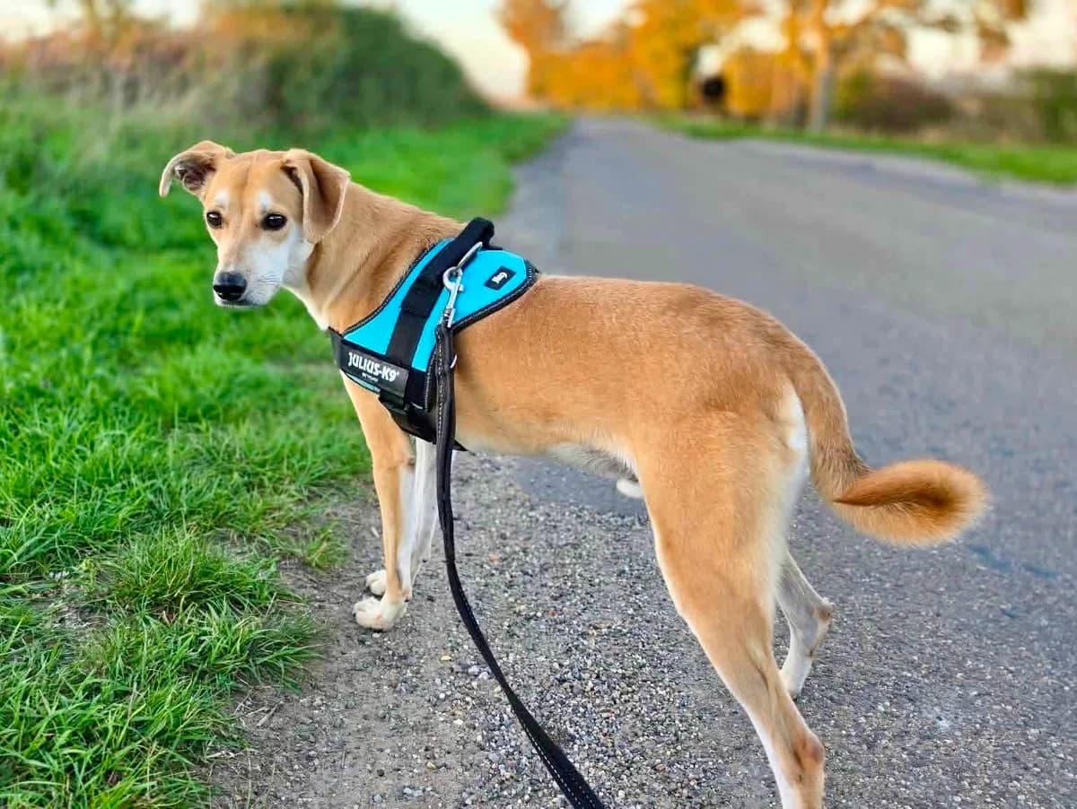 Bob, male Mixed Breed for adoption at Doris Banham Dog Rescue, North Hykeham