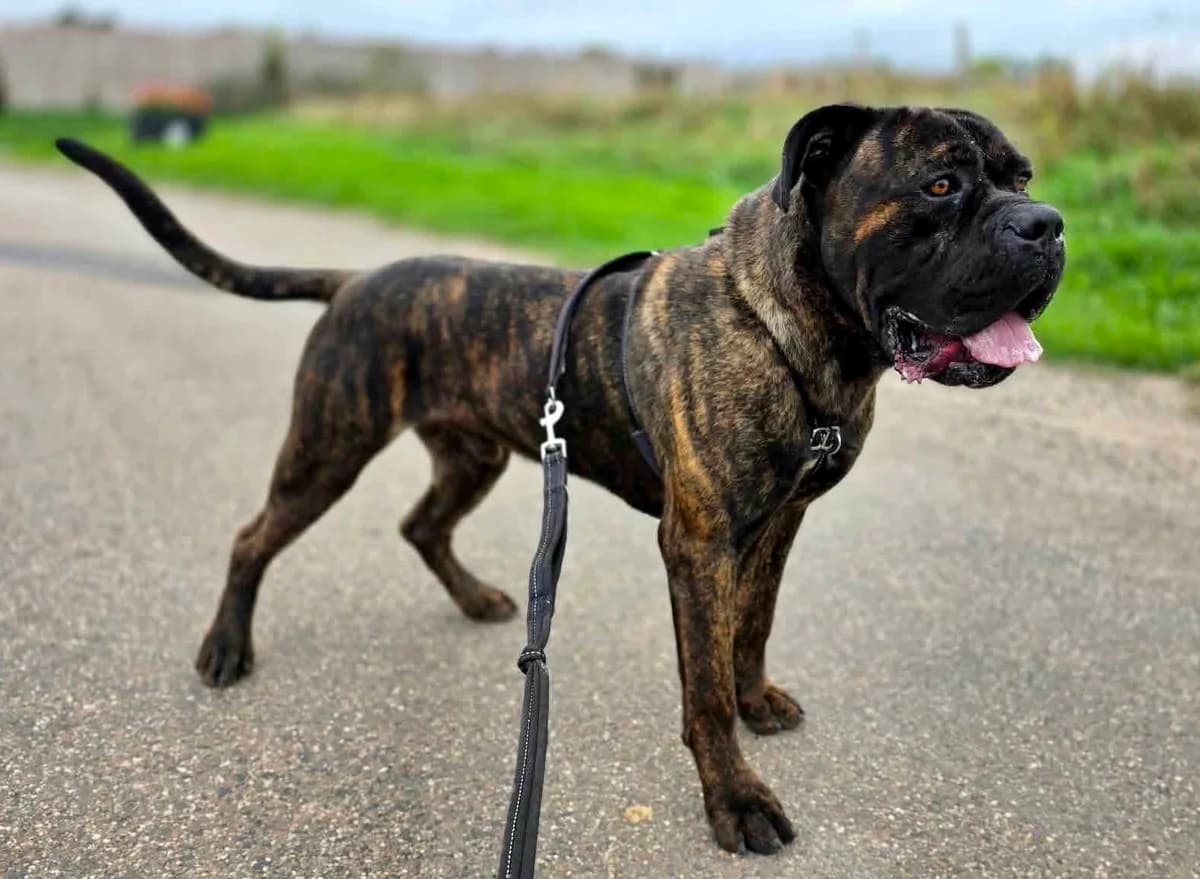 Zorro, male Mixed Breed for adoption at Doris Banham Dog Rescue, North Hykeham