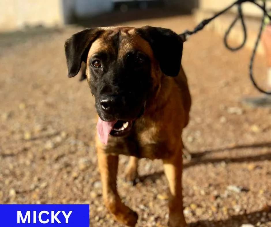Micky, male Mixed Breed for adoption at Dog Watch UK