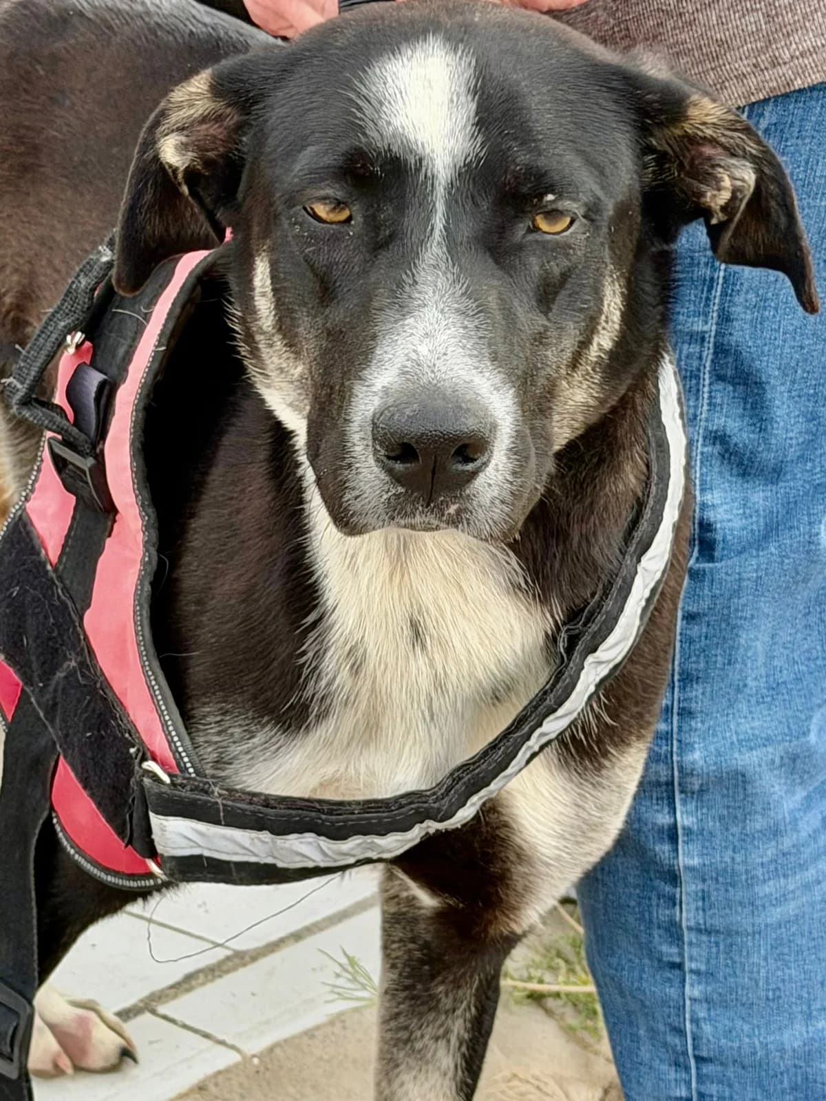 Raven-Mixed-Breed, female Mixed Breed for adoption at Dog Watch UK