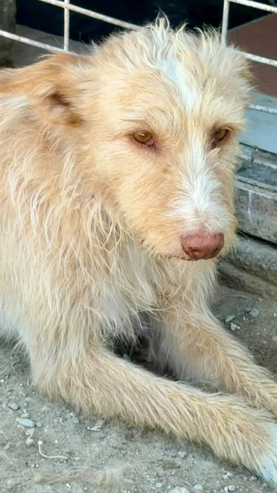 Sophie-Podengo, female 4yo Mixed Breed for adoption at Dog Watch UK