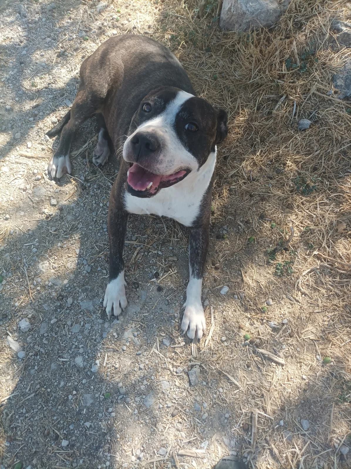 Clementine โ Staffie Mix, female 5yo Mixed Breed for adoption at Dog Watch UK