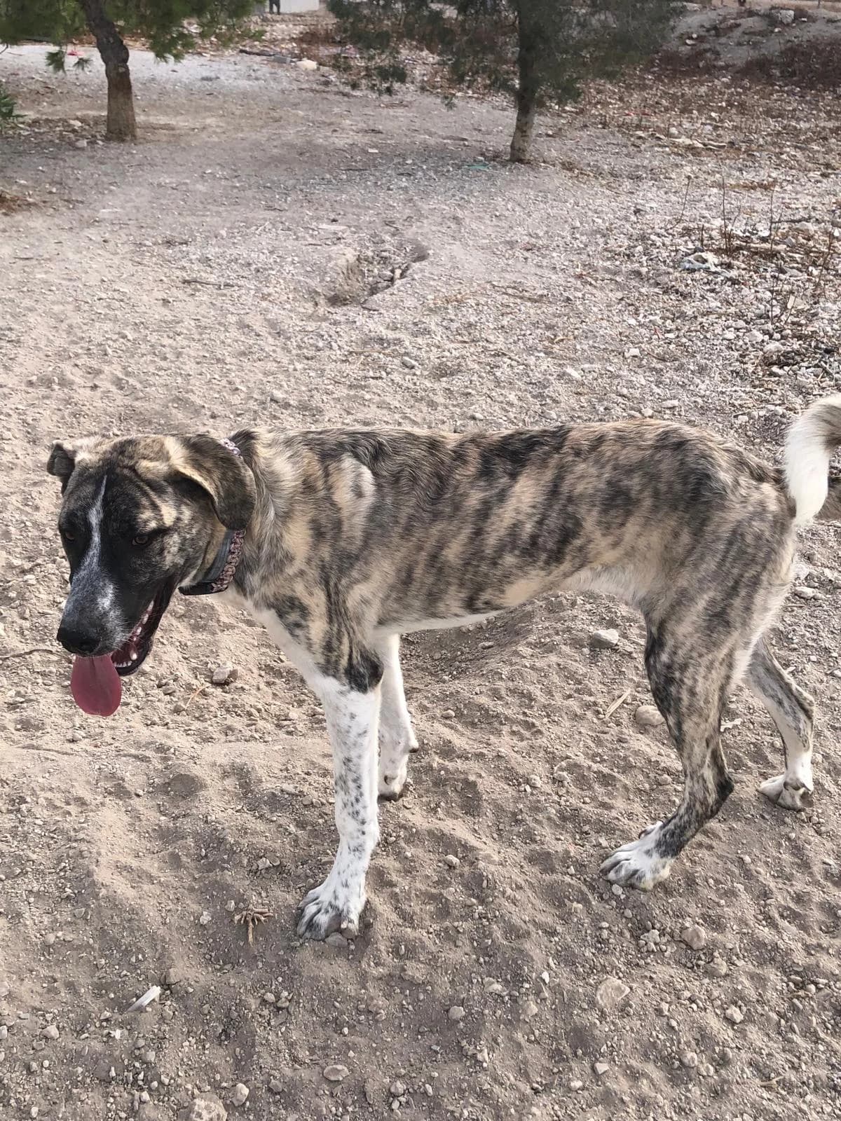 Lola โ Mastin Mix Puppy, female puppy Mixed Breed for adoption at Dog Watch UK