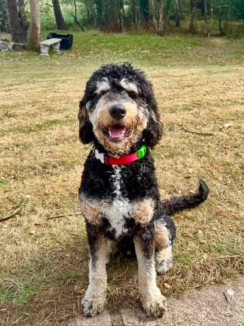 Oscar-bernadoodle, male puppy Mixed Breed for adoption at Doodle Rescue UK
