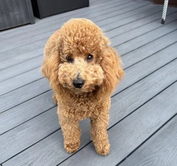 Pablo, male puppy Mixed Breed for adoption at Doodle Rescue UK