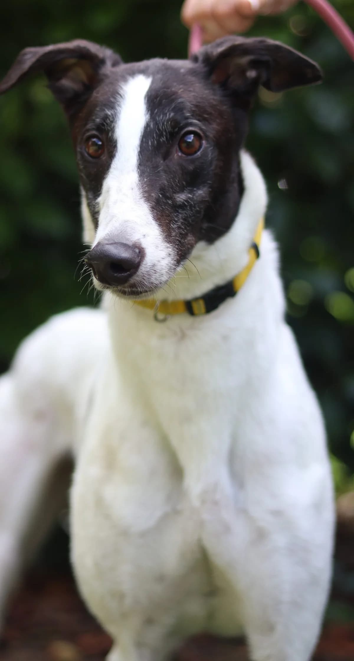 Lenny, male senior Mixed Breed for adoption at DunRunnin Rehoming Kennels