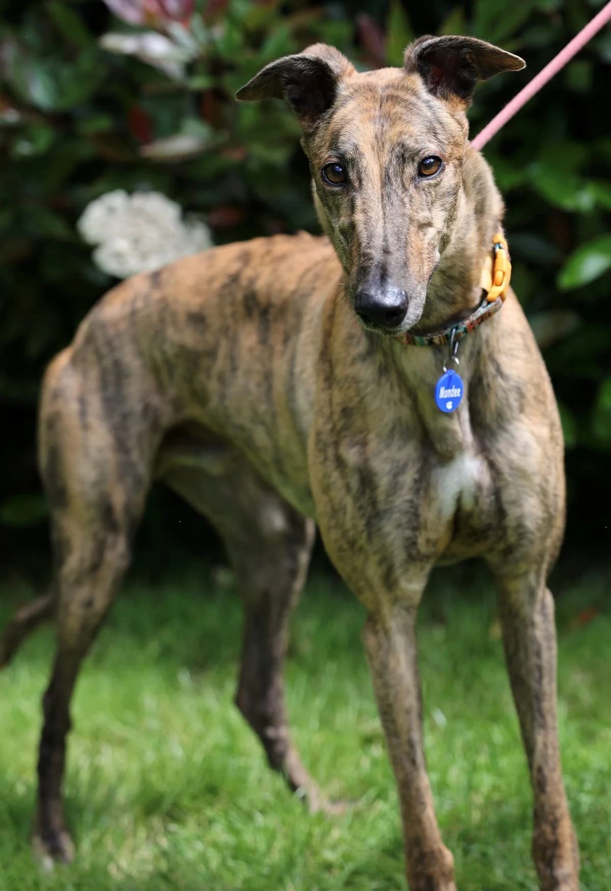 Mondee, male senior Mixed Breed for adoption at DunRunnin Rehoming Kennels