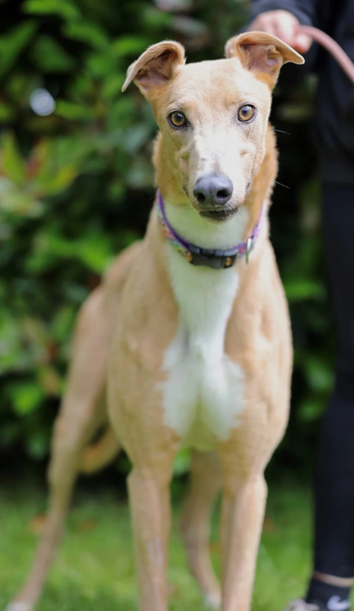 Percy, male 6yo Mixed Breed for adoption at DunRunnin Rehoming Kennels