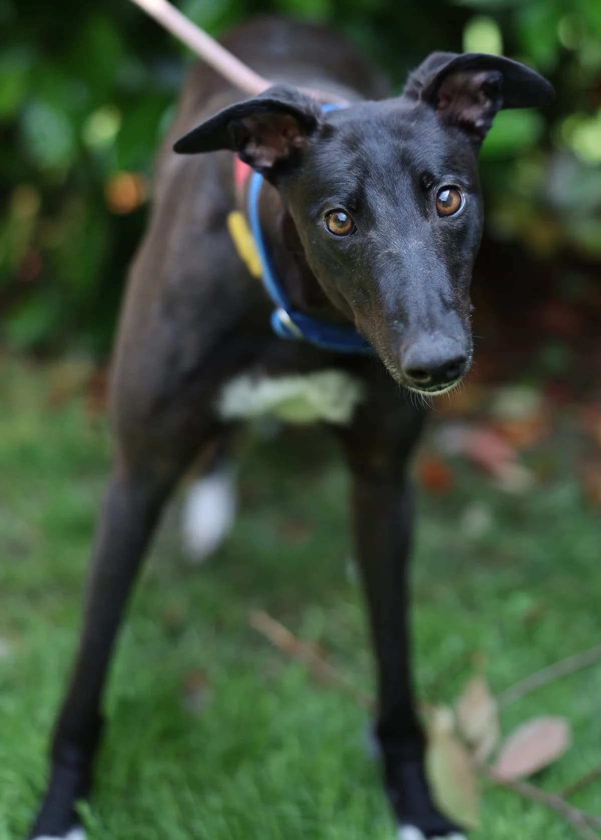 Mo, female 6yo Mixed Breed for adoption at DunRunnin Rehoming Kennels