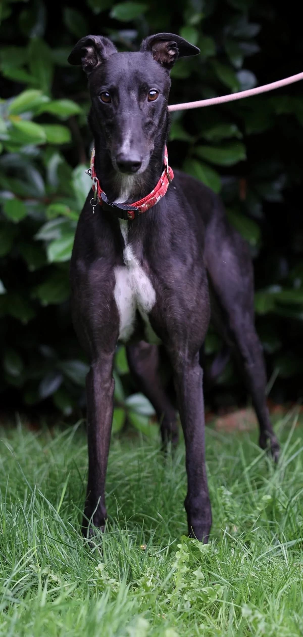 Gavin, male senior Mixed Breed for adoption at DunRunnin Rehoming Kennels