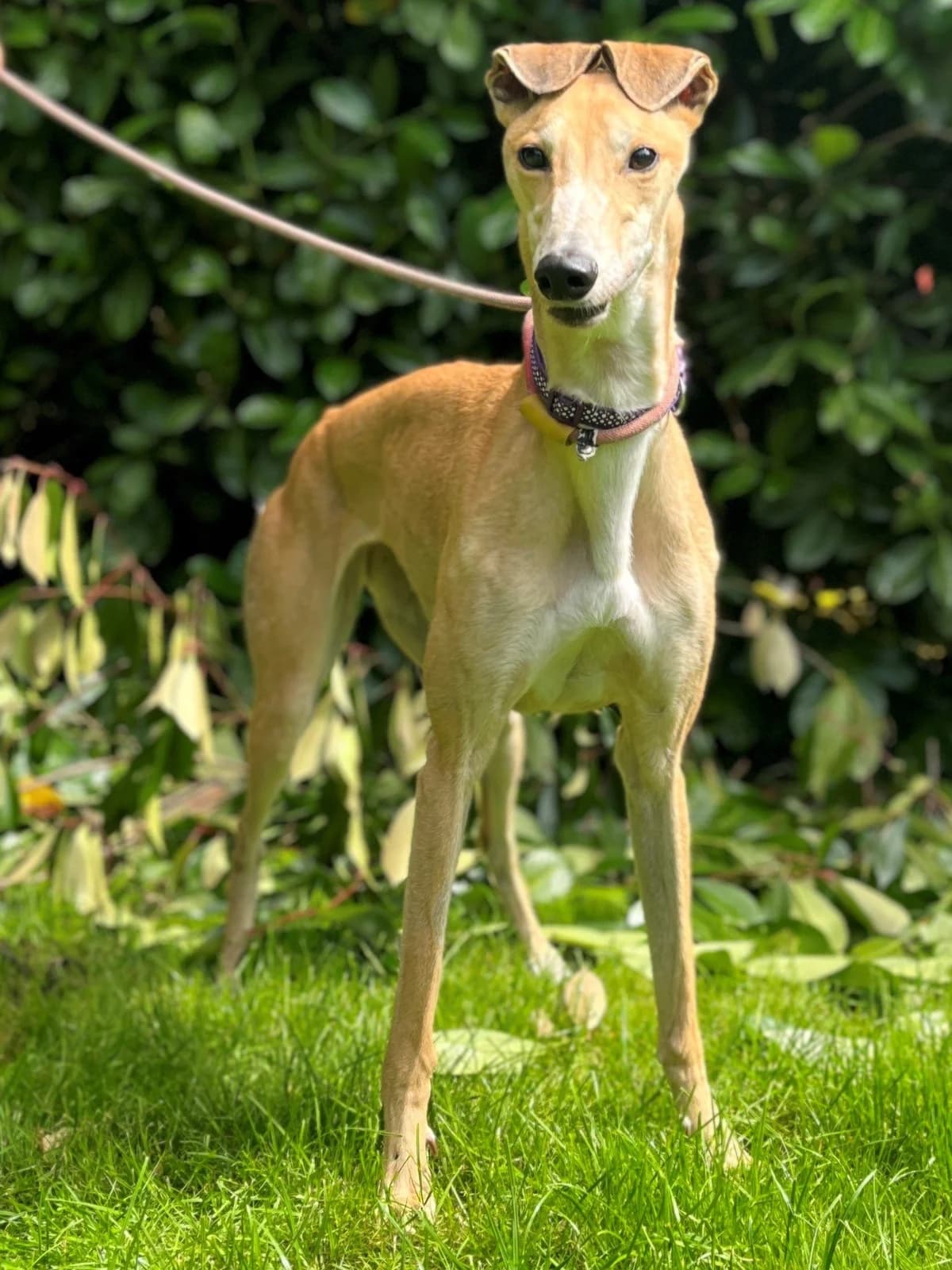 Candy, female 7yo Mixed Breed for adoption at DunRunnin Rehoming Kennels