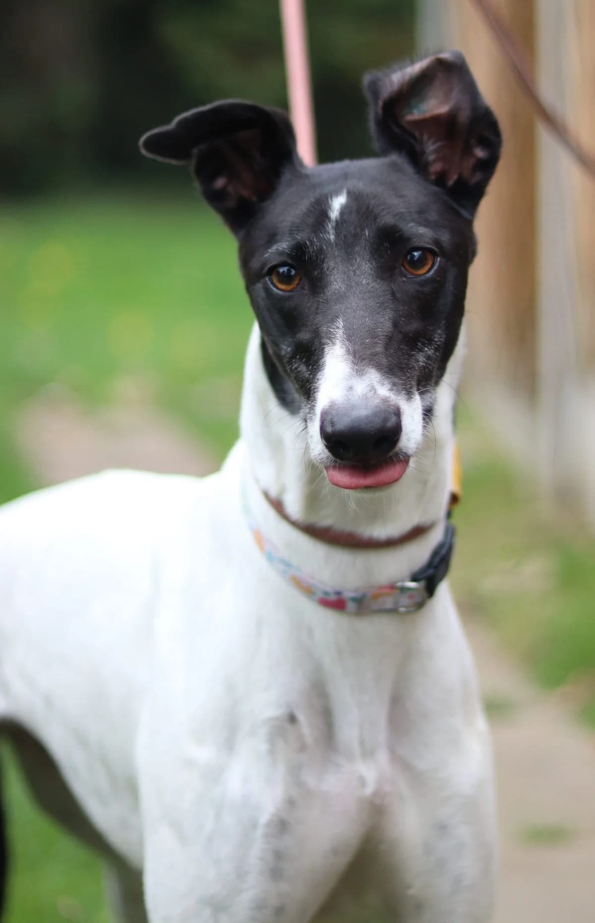Sally, female 6yo Greyhound for adoption at DunRunnin Rehoming Kennels