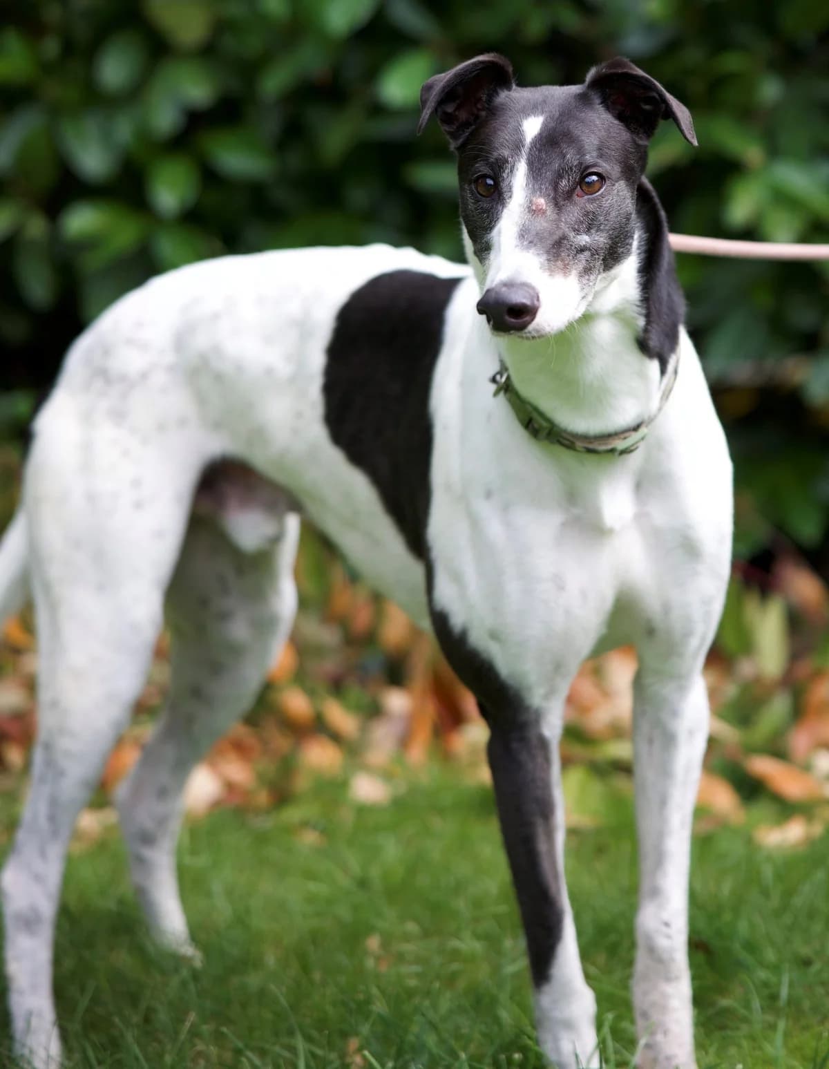 Barty, male 7yo Mixed Breed for adoption at DunRunnin Rehoming Kennels