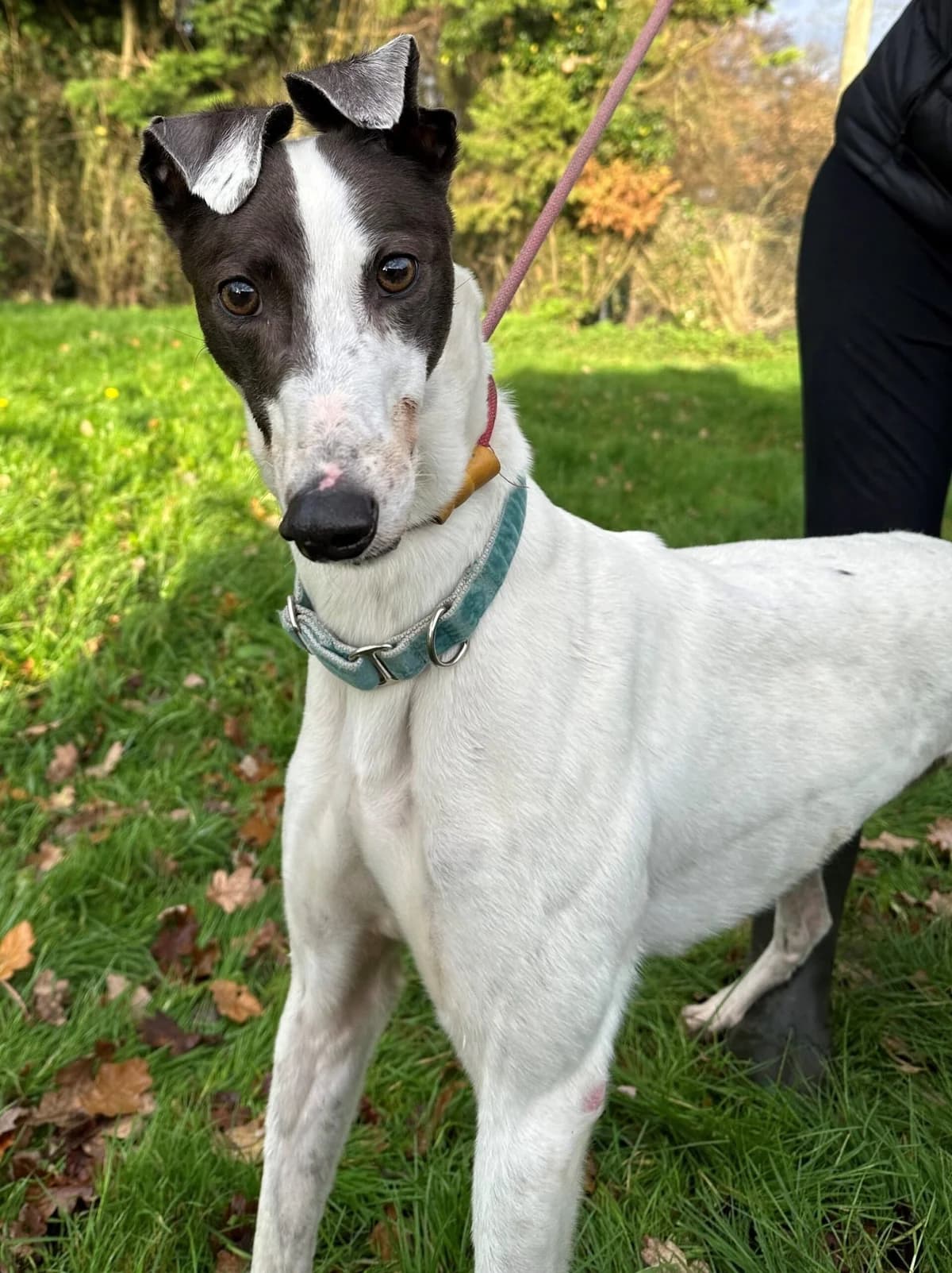 Whitney, female senior Mixed Breed for adoption at DunRunnin Rehoming Kennels
