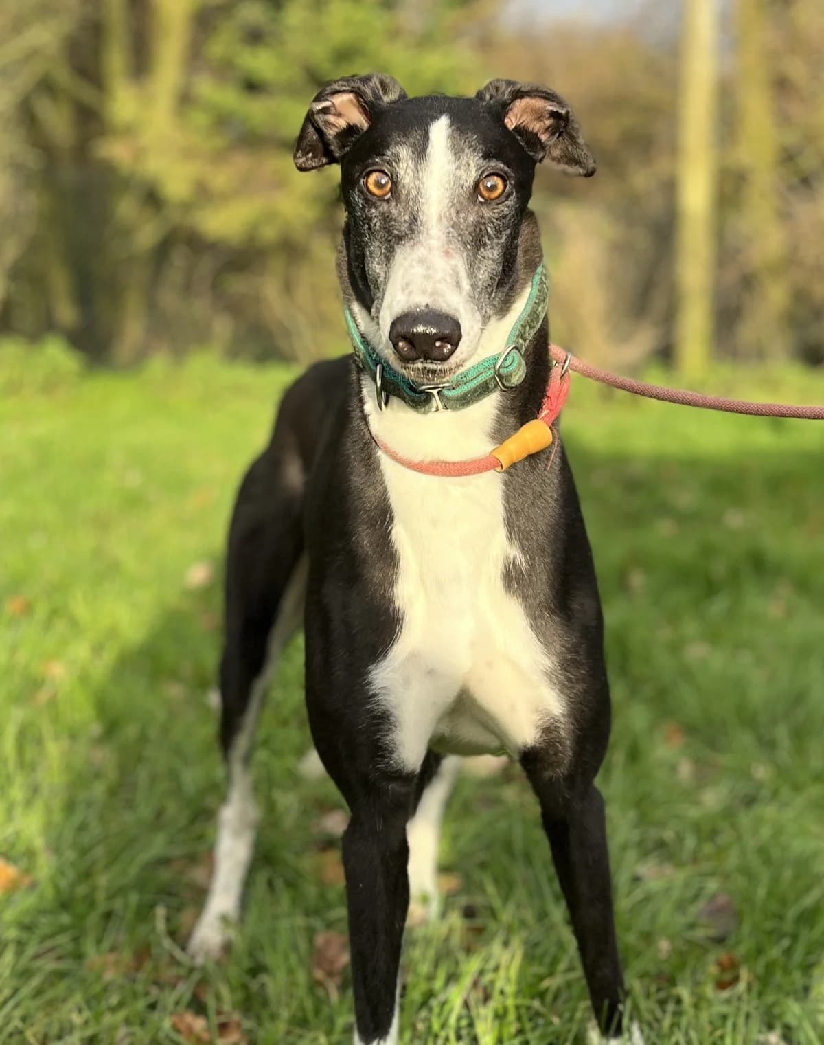 Finton, male 7yo Greyhound for adoption at DunRunnin Rehoming Kennels
