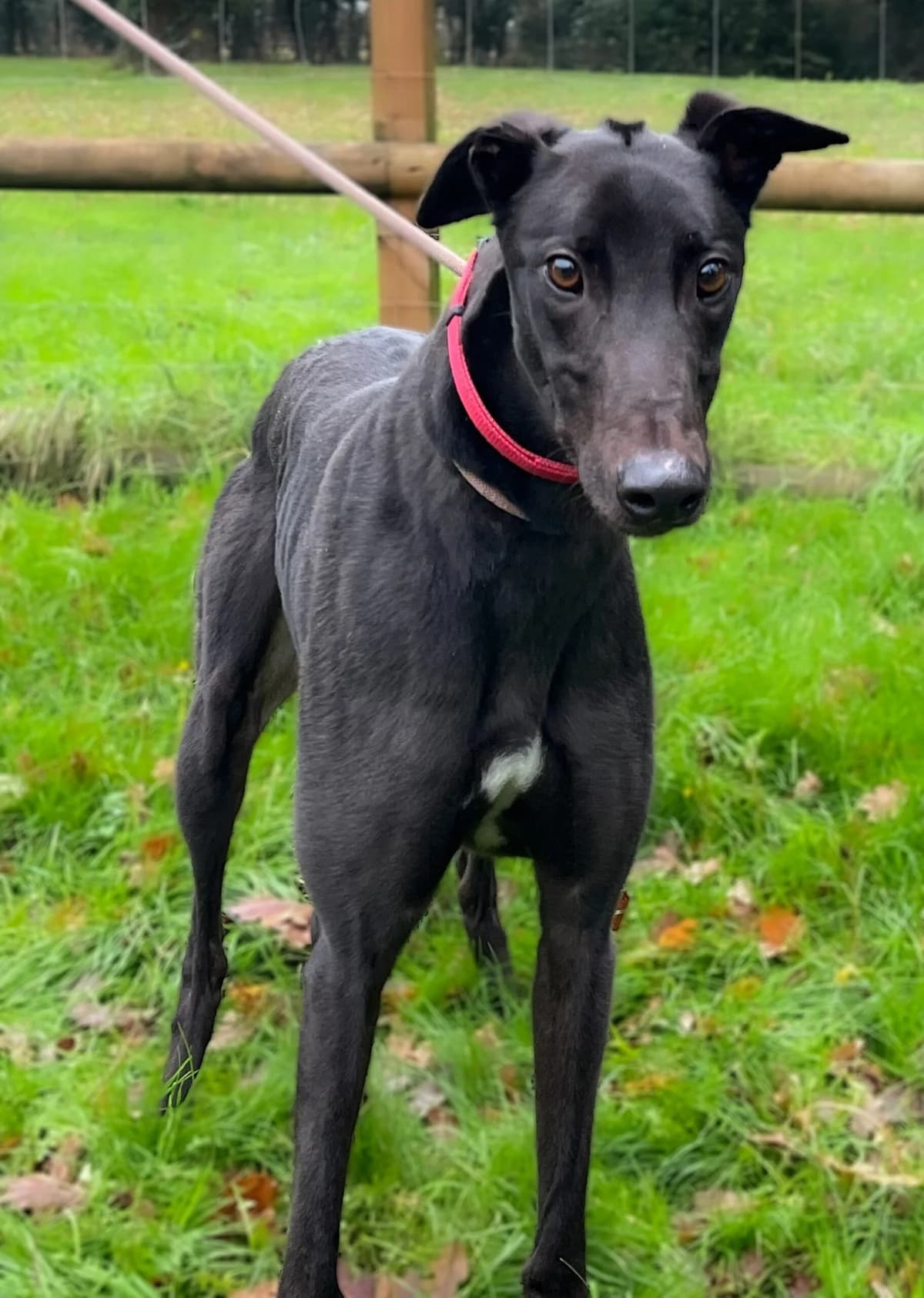 Dobby, male 6yo Mixed Breed for adoption at DunRunnin Rehoming Kennels