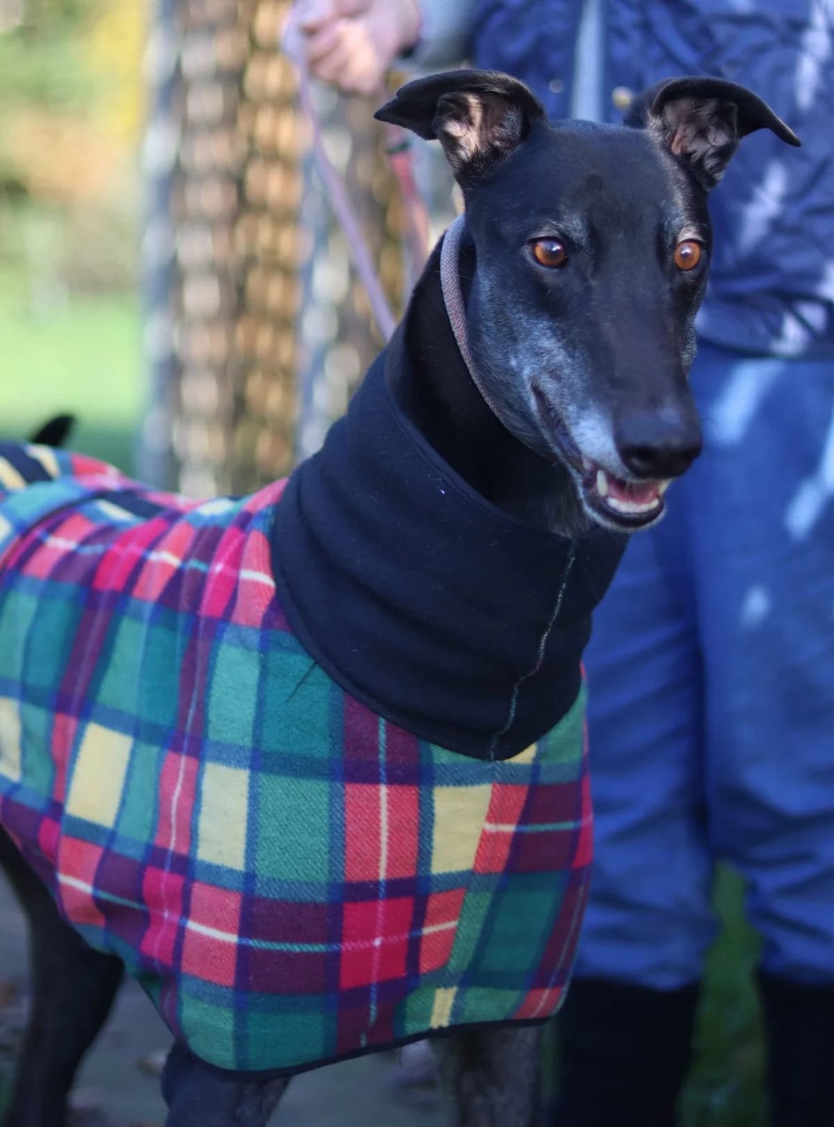 Sam, male senior Mixed Breed for adoption at DunRunnin Rehoming Kennels