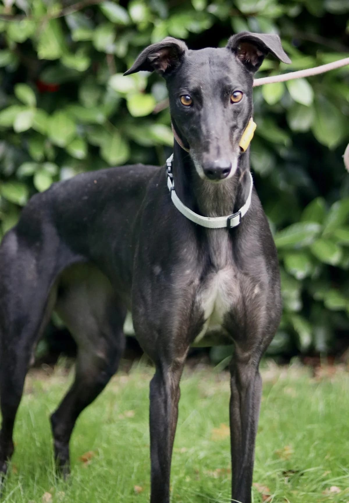 Ruby, female 7yo Mixed Breed for adoption at DunRunnin Rehoming Kennels