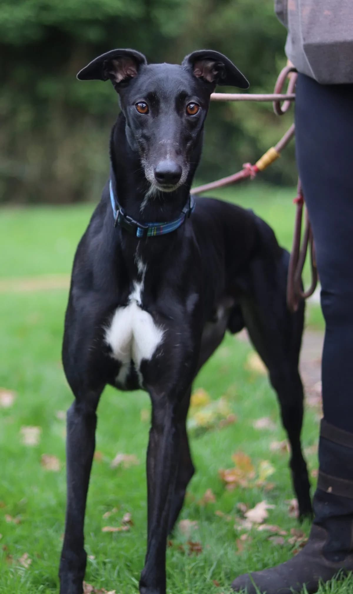 Crumble, male 6yo Mixed Breed for adoption at DunRunnin Rehoming Kennels