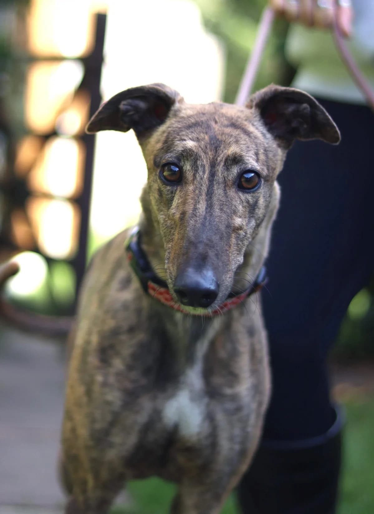 Patsy, female 6yo Mixed Breed for adoption at DunRunnin Rehoming Kennels