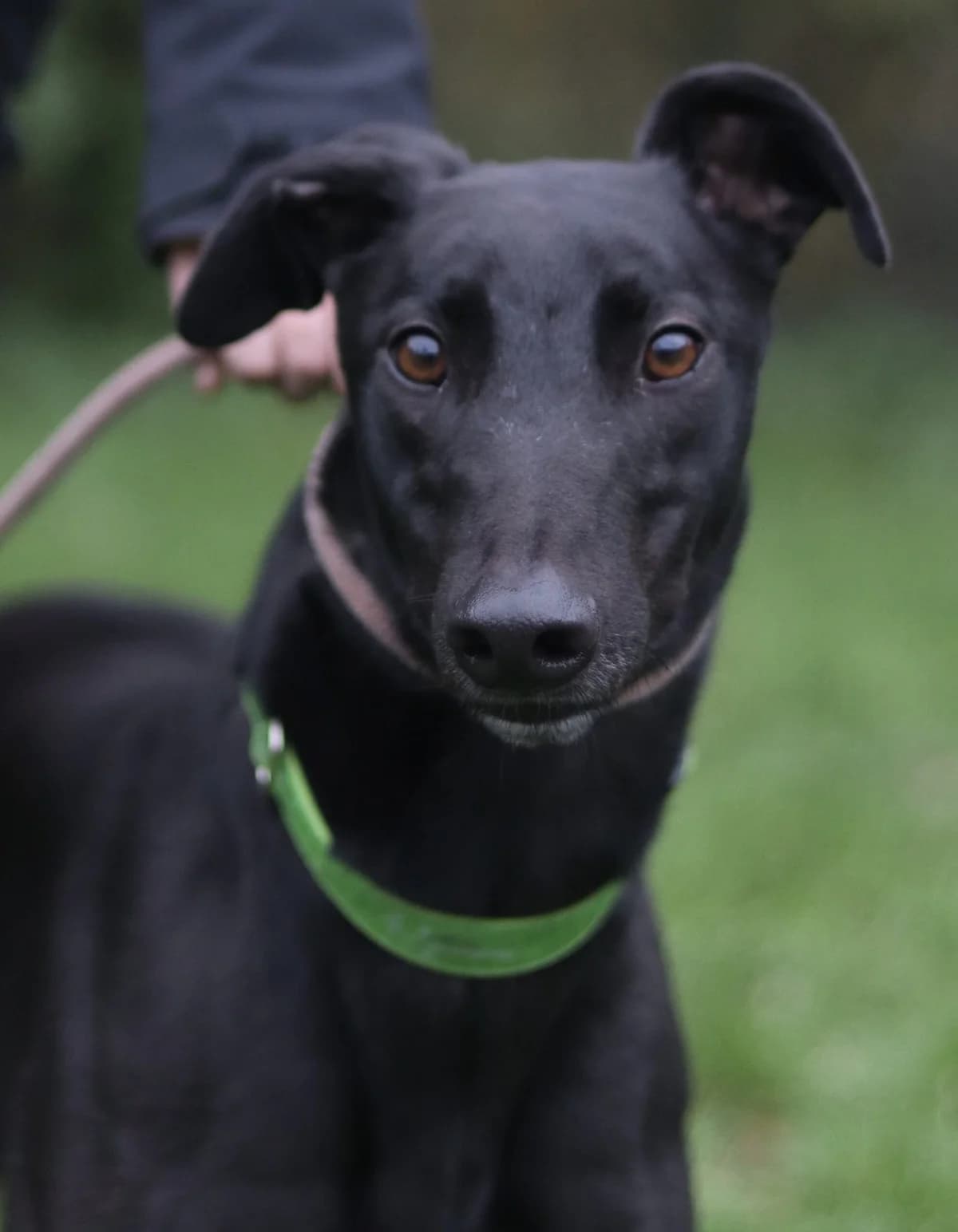 Swifty, male 6yo Mixed Breed for adoption at DunRunnin Rehoming Kennels