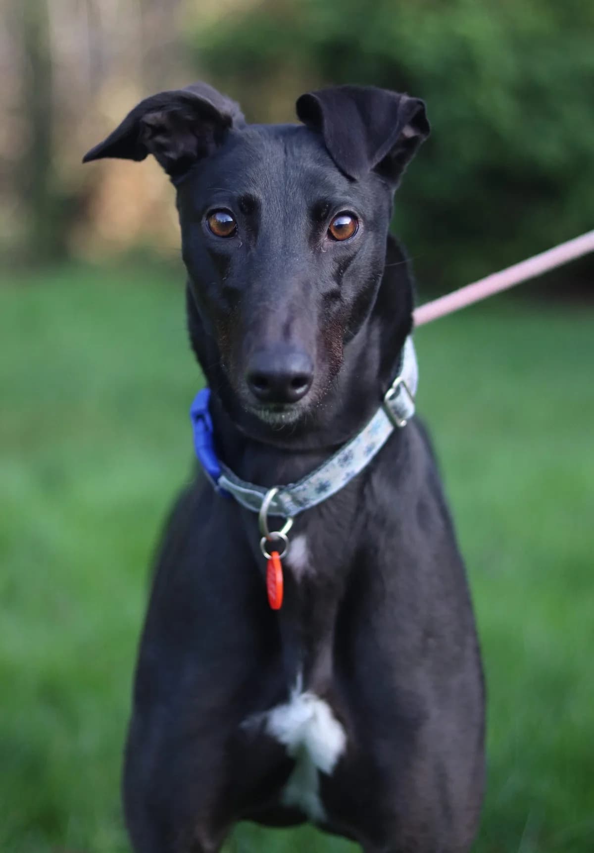 CC, female 6yo Mixed Breed for adoption at DunRunnin Rehoming Kennels