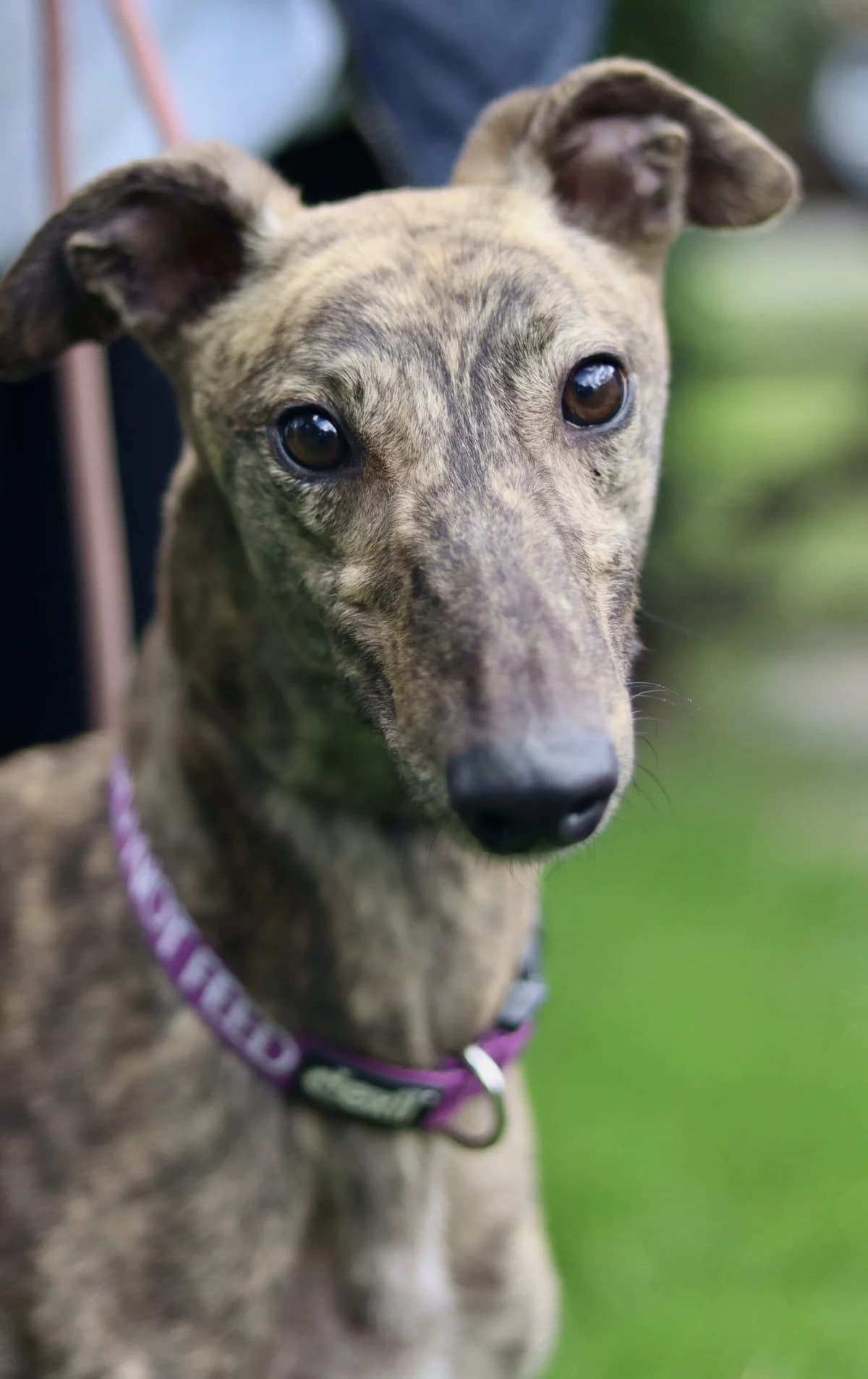 Tango, female 7yo Greyhound for adoption at DunRunnin Rehoming Kennels