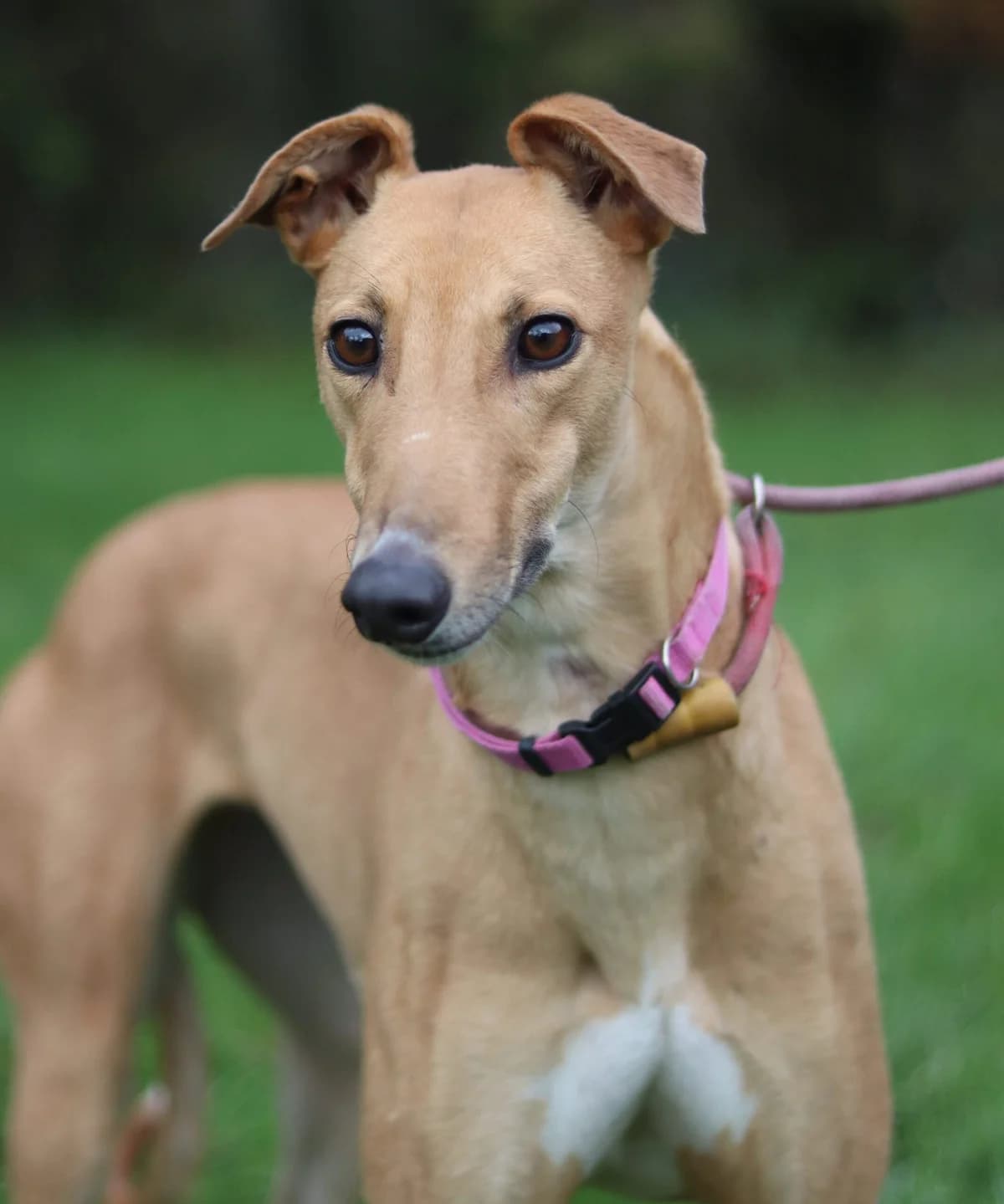 Pam, female 6yo Mixed Breed for adoption at DunRunnin Rehoming Kennels