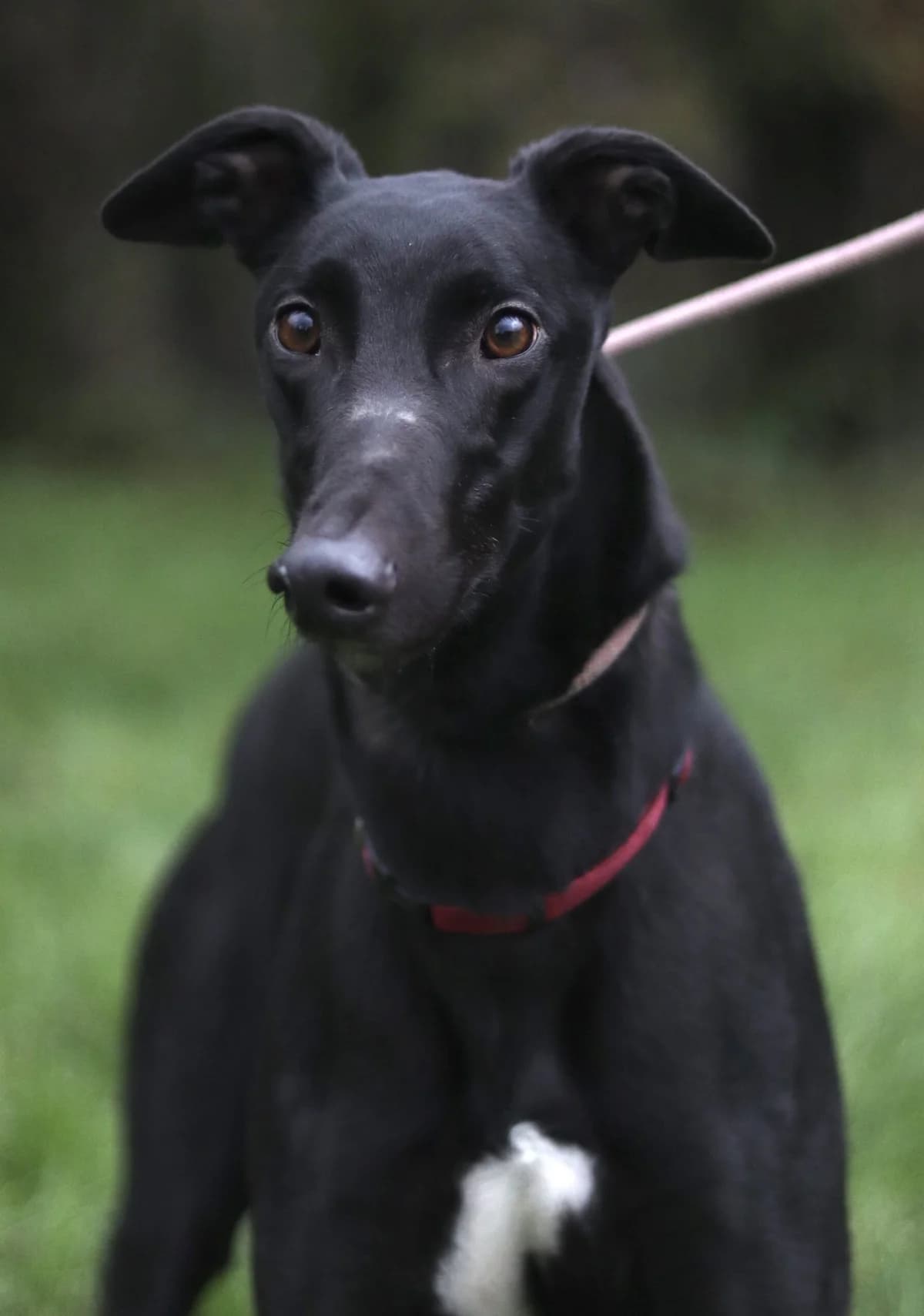 Roman, male 5yo Greyhound for adoption at DunRunnin Rehoming Kennels