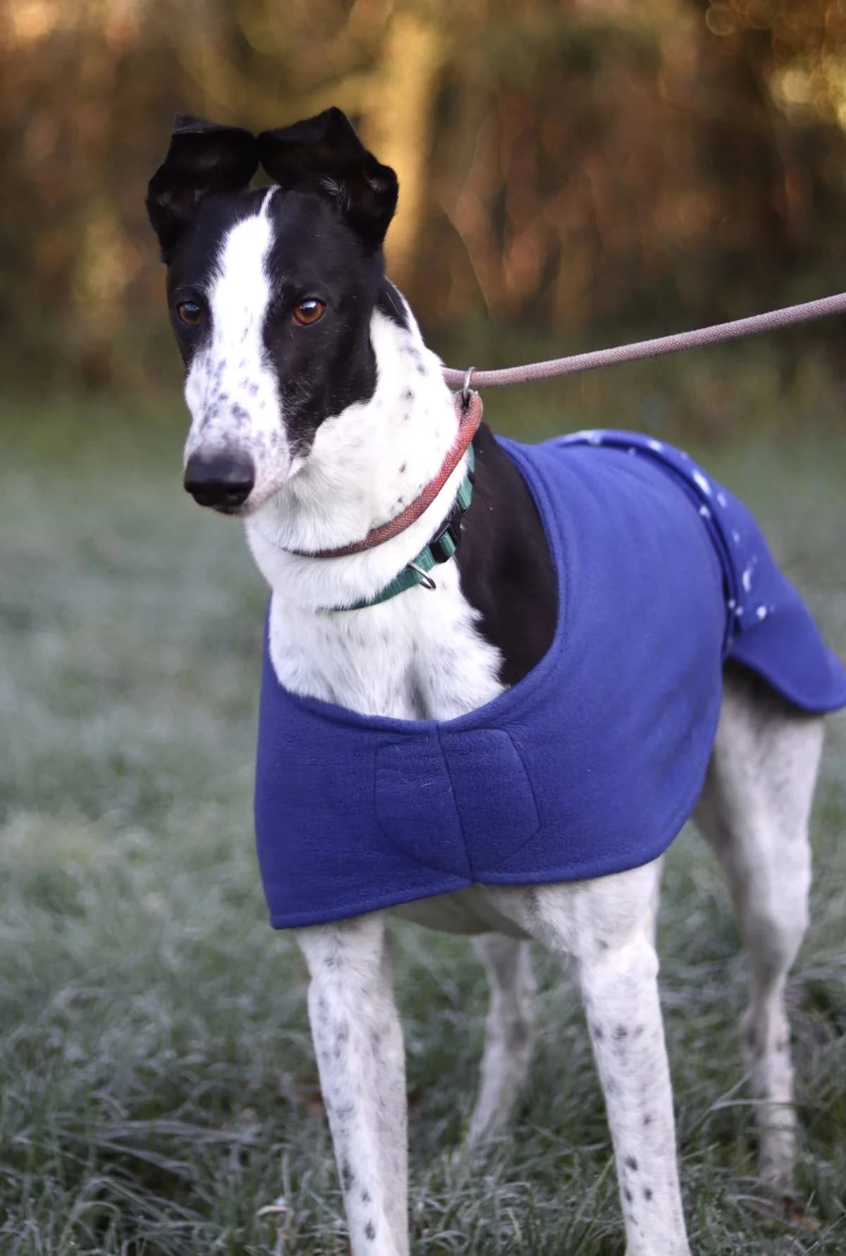 Dean, male senior Mixed Breed for adoption at DunRunnin Rehoming Kennels