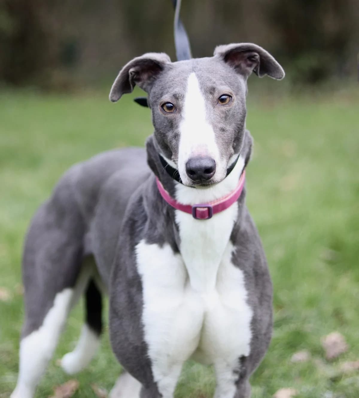 Violet, female 7yo Greyhound for adoption at DunRunnin Rehoming Kennels