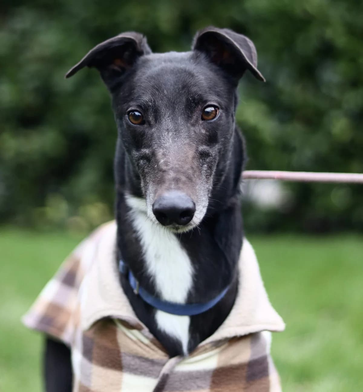 Jovi, male 7yo Mixed Breed for adoption at DunRunnin Rehoming Kennels