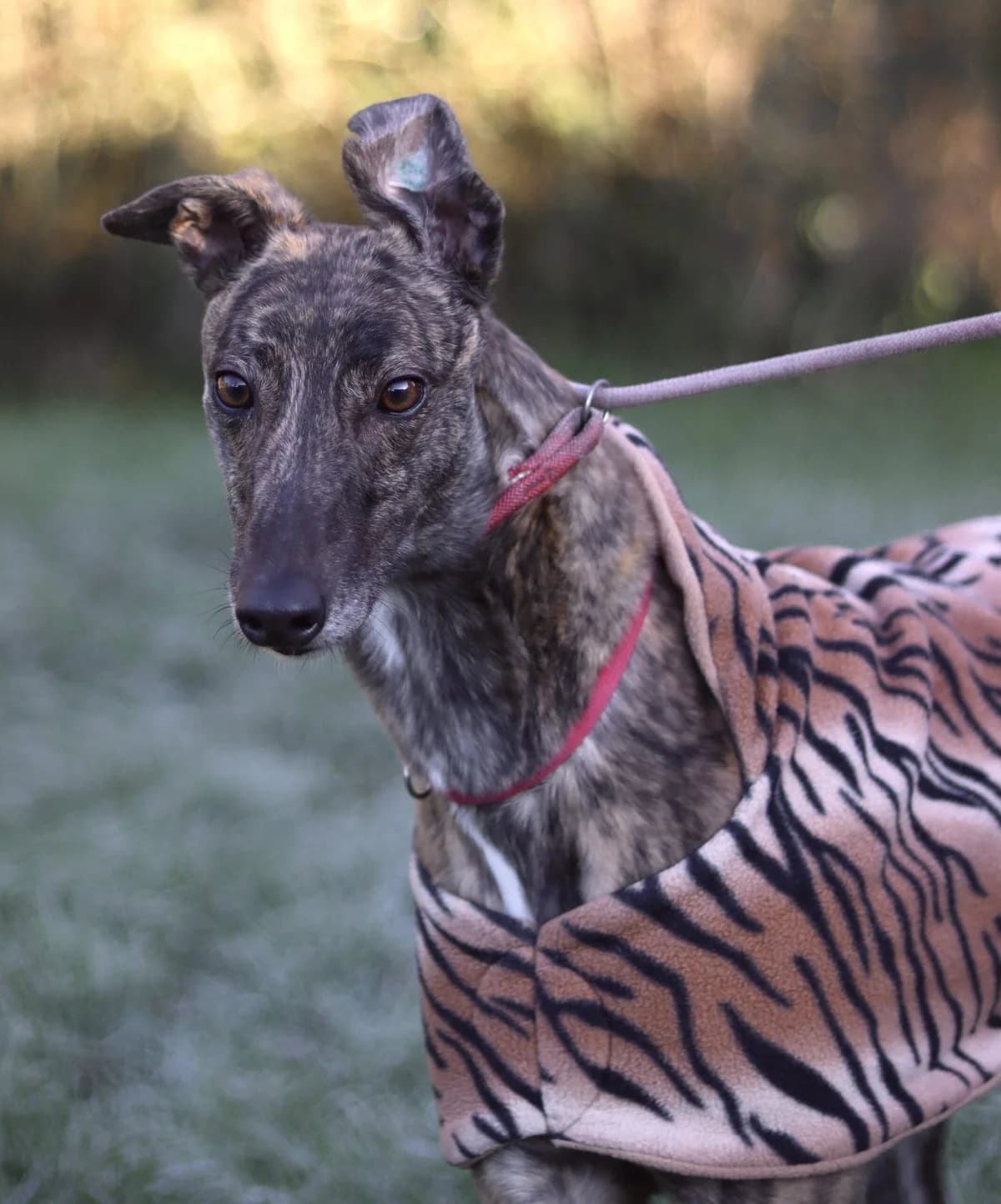 Bestie, male 5yo Greyhound for adoption at DunRunnin Rehoming Kennels