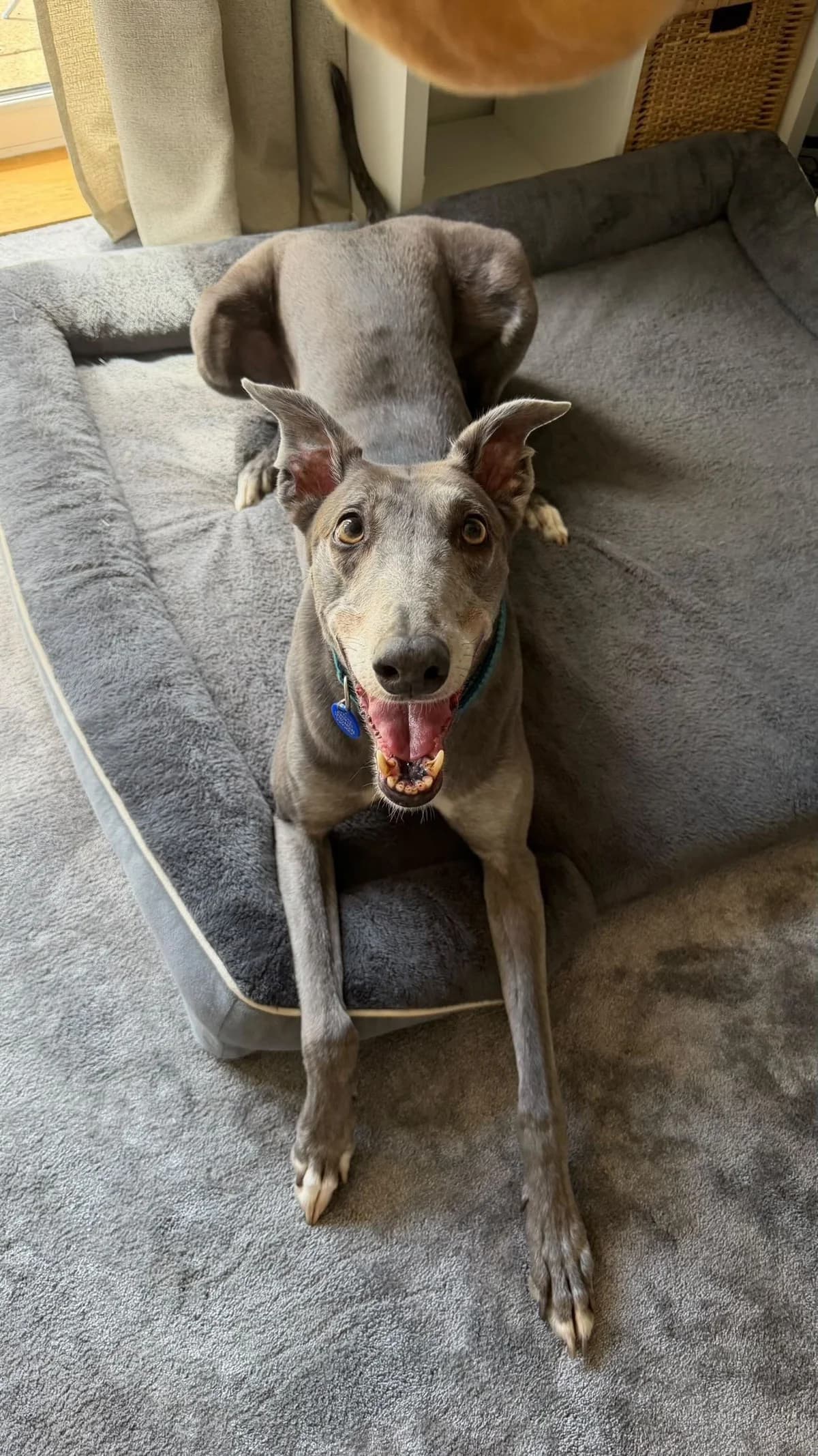 Chas, male 7yo Greyhound for adoption at DunRunnin Rehoming Kennels