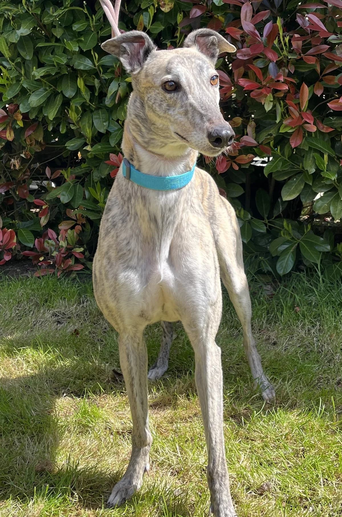 Ping, male senior Greyhound for adoption at DunRunnin Rehoming Kennels