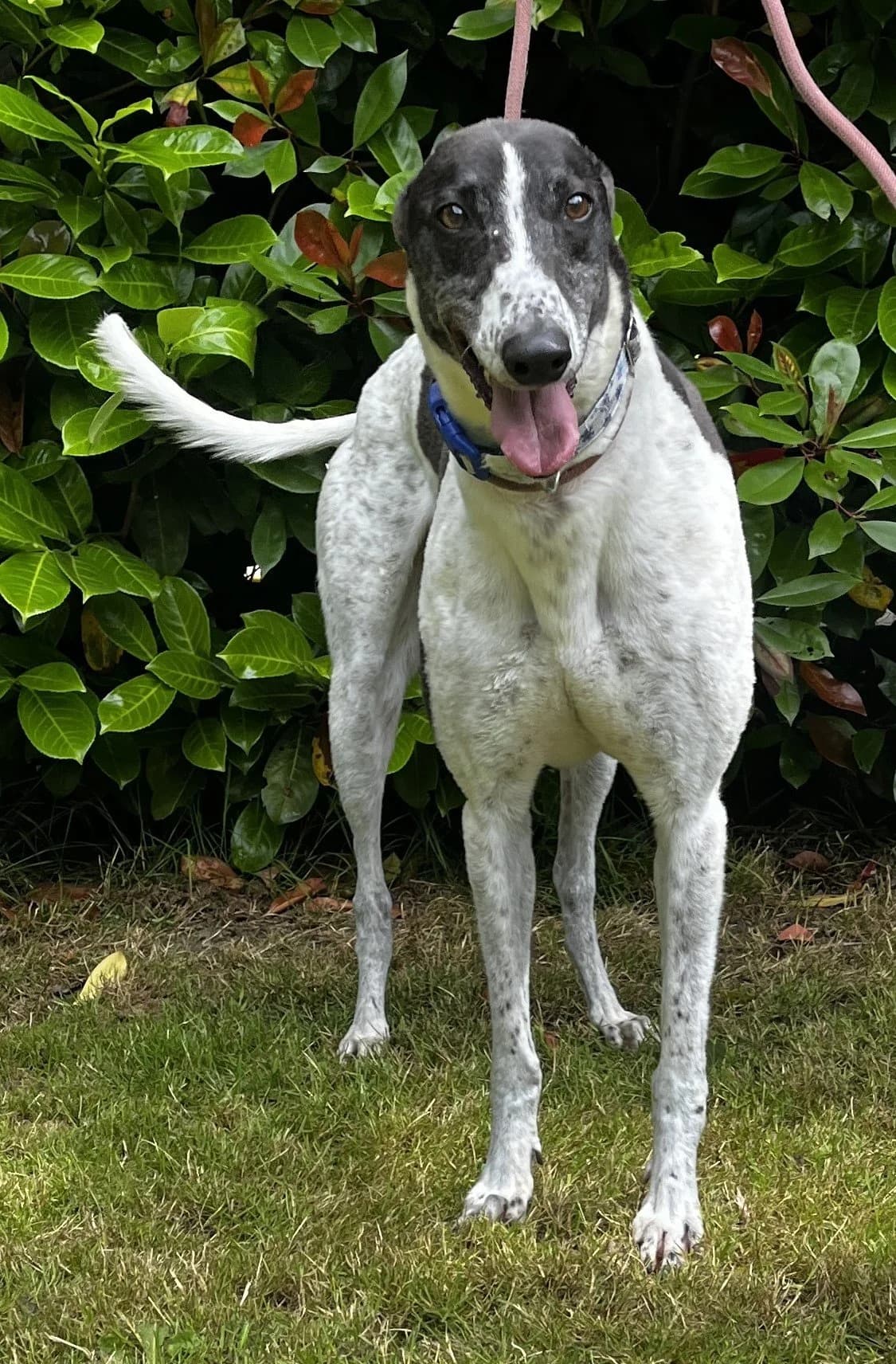 Arrow, male 7yo Greyhound for adoption at DunRunnin Rehoming Kennels