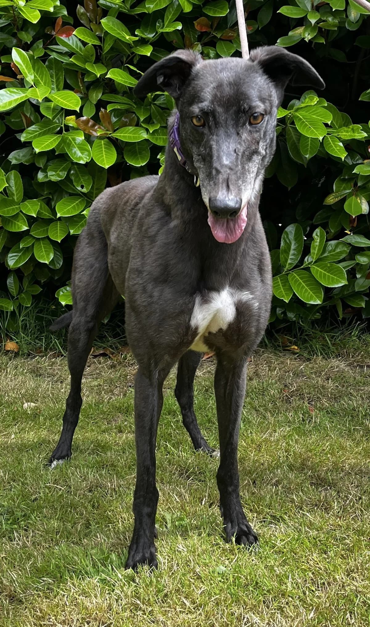 Bow, male 7yo Greyhound for adoption at DunRunnin Rehoming Kennels